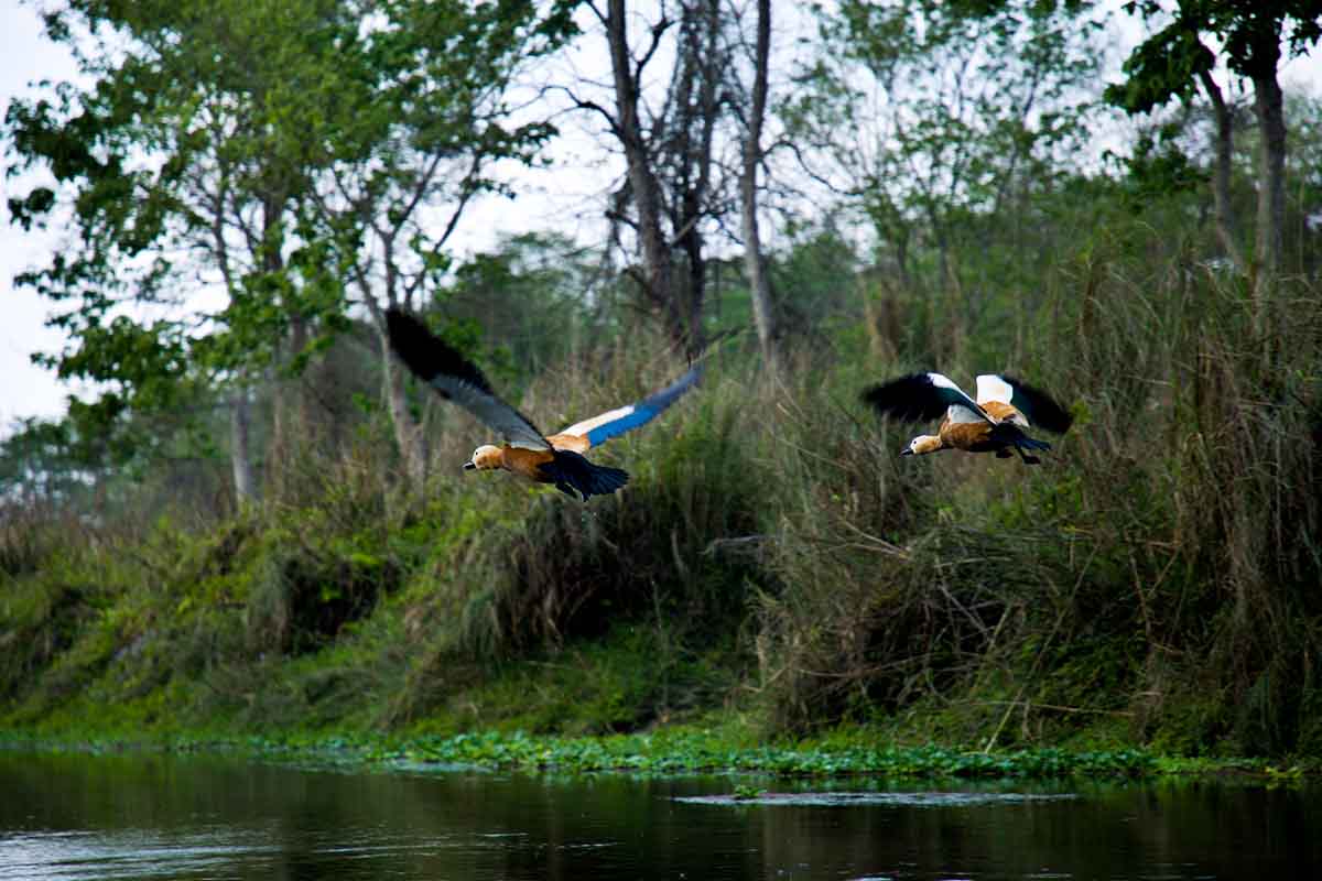 Birds in Chitwan National Park